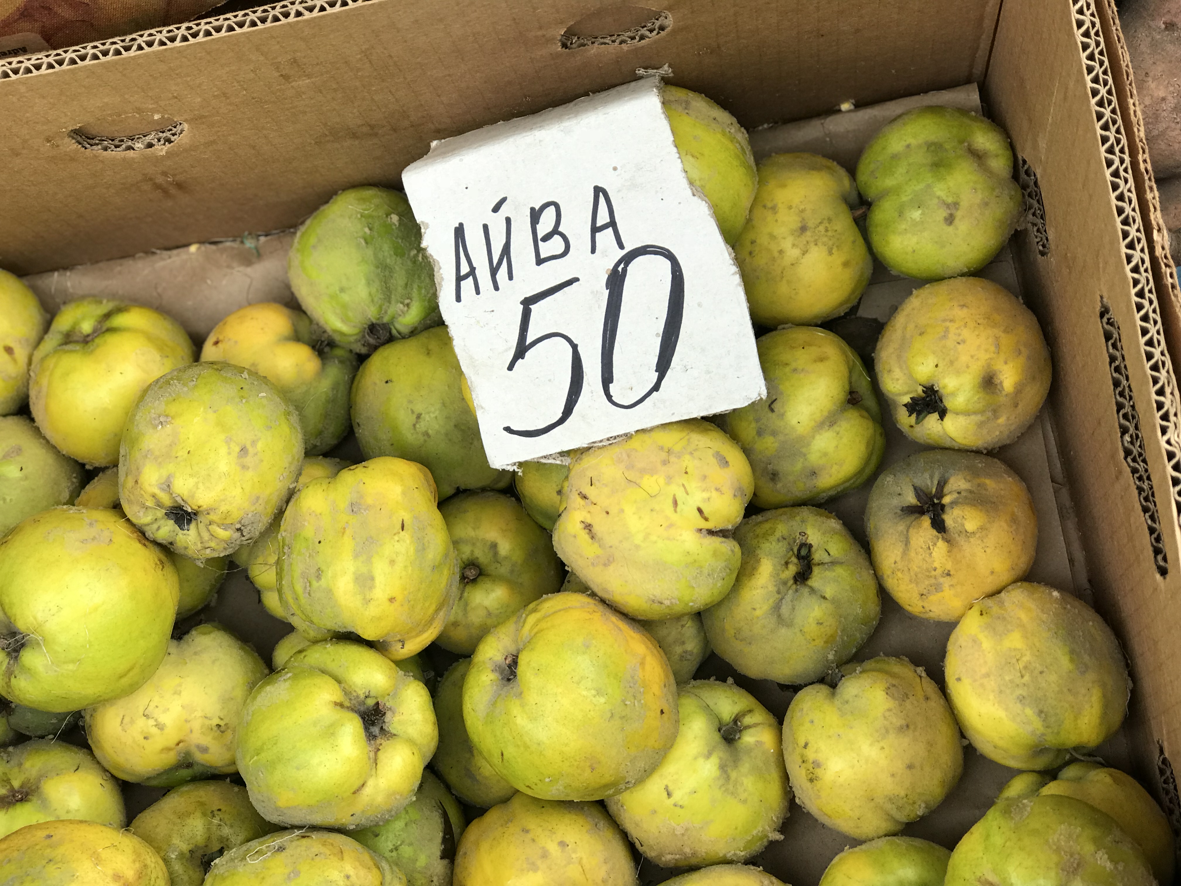 маша котлетка айва